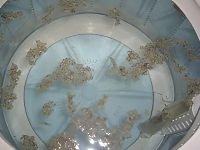 酸素系漂白剤を入れて数分後、水面に浮き出してきた大量の黒カビ